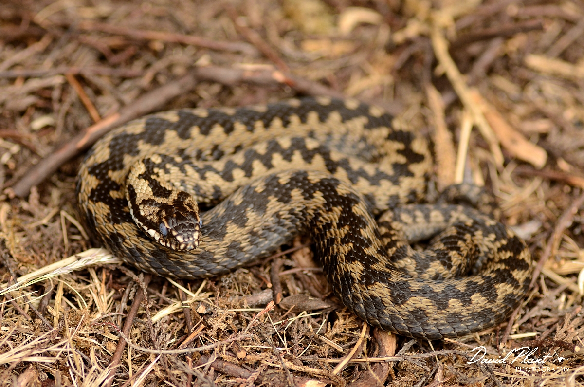 David Plant Photography - Wildlife Photography - Adder - C.jpg - Adder, male with cloudy eyes ready to shed it's skin - Dorset